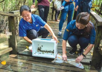Dua penyelidik UMS melepaskan benih ketam bakau di Kota Kinabalu Wetland baru-baru ini.