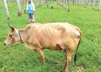 SEEKOR lembu betina yang sedang bunting cedera di perut setelah diserang seekor gajah jantan yang menceroboh kebun getah di Kampung Pinang, Mukim Belantik, Sik, semalam.