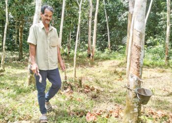 SHAMSUDDIN Mamat terpaksa menggantung pisau selepas tidak dapat keluar meneroh susulan hujan akibat peralihan ke musim tengkujuh ketika ini di Kampung Kepas Apam, Pasir Mas, Kelantan. – UTUSAN/ROHANA ISMAIL
