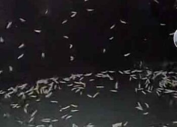 TANGKAP layar video tular ulat memenuhi tangki air di salah sebuah kolej kediaman pelajar di UMS, Kota Kinabalu