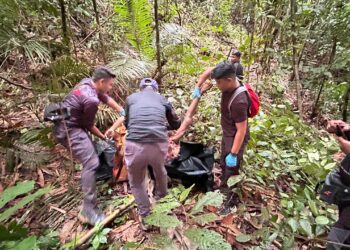 MAYAT lelaki warga Indonesia ditemui dalam keadaan tidak sempurna dipercayai dibaham harimau belang di kawasan kebun getah Kuala Wok, Pos Pasik, Gua Musang, semalam.