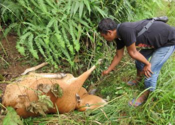 ARIS Awang memeriksa bangkai lembu betina yang dipercayai dibaham harimau belang di kawasan kebun di Kampung Kundur, Gua Musang, Kelantan.UTUSAN/AIMUNI TUAN LAH.
