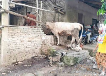 ROSNANI Ibrahim menunjukkan kandang lembu yang dibina suaminya bersebelahan dengan rumah 
di Kampung Serongga, Pasir Mas, Kelantan. – UTUSAN/ROHANA ISMAIL
