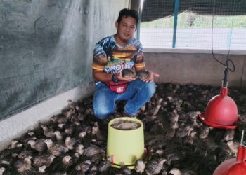 MOHAMAD HAZRI Khairan menunjukkan ternakan puyuh miliknya 
di Kampung Kesang Tua, Jasin, Melaka. –UTUSAN/AMRAN MULUP