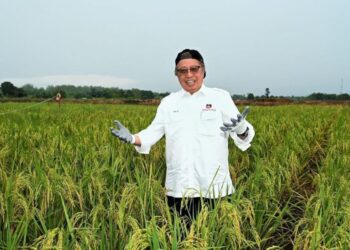 ABANG Johari Tun Openg merakamkan gambar kenangan ketika melakukan lawatan kerjanya ke ladang padi hybrid baharu di plot perintis di Kampung Lubok Punggur, Gedong baru-baru ini.