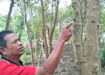 YUNUS Saad, 59, menunjukkan ulat bulu hitam yang menyerang kawasan Kampung Tebengau Tepi Laut di Kuala Kedah.
