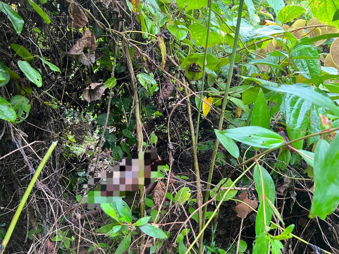 harimau