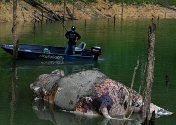 KEADAAN bangkai seekor gajah yang ditemukan di dalam Sungai Mandak di Tasik Kenyir, Hulu Terengganu. - UTUSAN/PUQTRA HAIRRY ROSLI