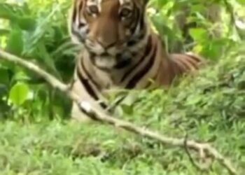 TANGKAP layar rakaman video kemunculan harimau yang dikatakan berlaku di Pulau Tiga, Kampung Gajah. - UTUSAN