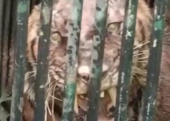HARIMAU belang yang dipercayai membaham Orang Asli Pos Pasik di Gua Musang, Kelantan ditangkap selepas masuk ke dalam perangkap di pasang oleh Jabatan Perlindungan Hidupan Liar dan Taman Negara (Perhilitan).