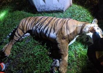 HARIMAU belang yang ditemukan mati berhampiran Hentian Sebelah Gua Tempurung di Lebuh Raya Utara-Selatan di Gopeng semalam,  dipercayai dilanggar treler. - UTUSAN
