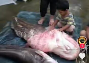 TANGKAP layar daripada video yang tular menunjukkan beberapa ikan bersaiz mega ditangkap di Sungai Nerus, Manir, Kuala Terengganu, baru-baru ini. - MEDIA SOSIAL