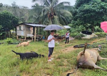 SEBAHAGIAN daripada bangkai lembu yang mati dipercayai diracun di Kampung Seri Kenangan, Setiu, Ahad lalu. - UTUSAN/WAN ZURATIKAH IFFAH WAN ZULKIFLI