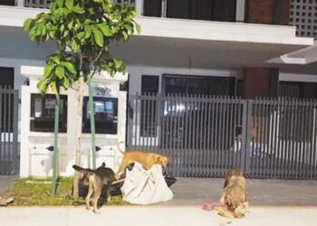 ANTARA anjing liar yang berkeliaran di taman perumahan Elmina Green 3, Bandar Elmina di Shah Alam, Selangor.