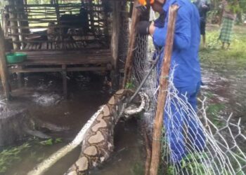 ANGGOTA APM menangkap seekor ular sawa seberat 100 kilogram di sebuah kandang kambing di Kampung Kubang Puyu Chalok, Setiu, hari ini. - UTUSAN/WAN ZURATIKAH IFFAH WAN ZULKIFLI