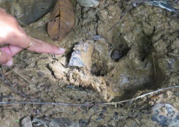 KESAN tapak harimau yang ditemukan penduduk di kawasan berhampiran rumah penduduk di Kampung Seberang Lembaga, RPT Kesedar Sungai Terah, Gua Musang, Kelantan. - UTUSAN/AIMUNI TUAN LAH