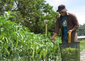 MUHAMAD Aiman Yaacob mengutip lada solok jenis taming sari yang ditanam di kebunnya di Kampung Kuala Tol, Gua Musang, Kelantan.-UTUSAN/AIMUNI TUAN LAH
