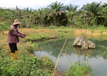 CHE Hussain Che Kob menunjukkan kawasan kolam ikan yang menjadi tempat gajah mandi di kebunnya di Kampung Sungai Bayu Dalam, Gua Musang, Kelantan. - UTUSAN/AIMUNI TUAN LAH