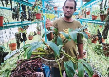 FAUZI Mat menunjukkan antara pokok orkid hutan yang terdapat di nurserinya di Kampung Beliku, Hulu Besut, Besut, semalam. - UTUSAN/WAN ZURATIKAH IFFAH WAN ZULKIFLI