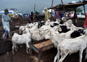 ANTRAKS biasanya menjejaskan haiwan ternakan seperti lembu, biri-biri dan kambing. - AFP