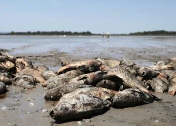 DARIPADA hampir 15,000 spesies ikan air tawar dinilai, sebanyak 25 peratus berisiko kepupusan. - AFP