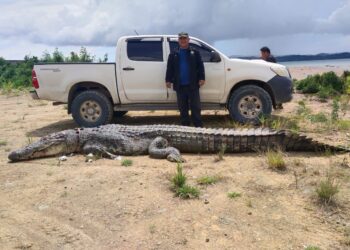 BUAYA terbesar yang ditangkap di Pantai Pekan Lahad Datu pada tahun lalu-Ihsan JHL