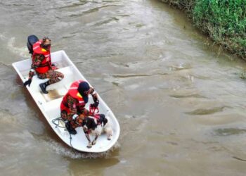 SEEKOR anjing pengesan dilihat bersama pengasuhnya turut membantu melakukan pencarian di Sungai Mengkibol hari ini.
