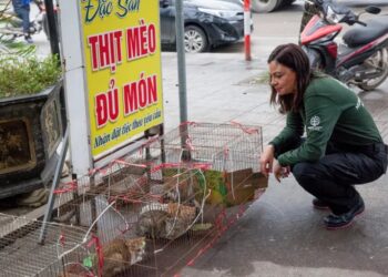 ANGGOTA HSI mengeluarkan kucing-kucing yang dikurung di restoran Gia Bao di Thai Nguyen, Vietnam.-AGENSI