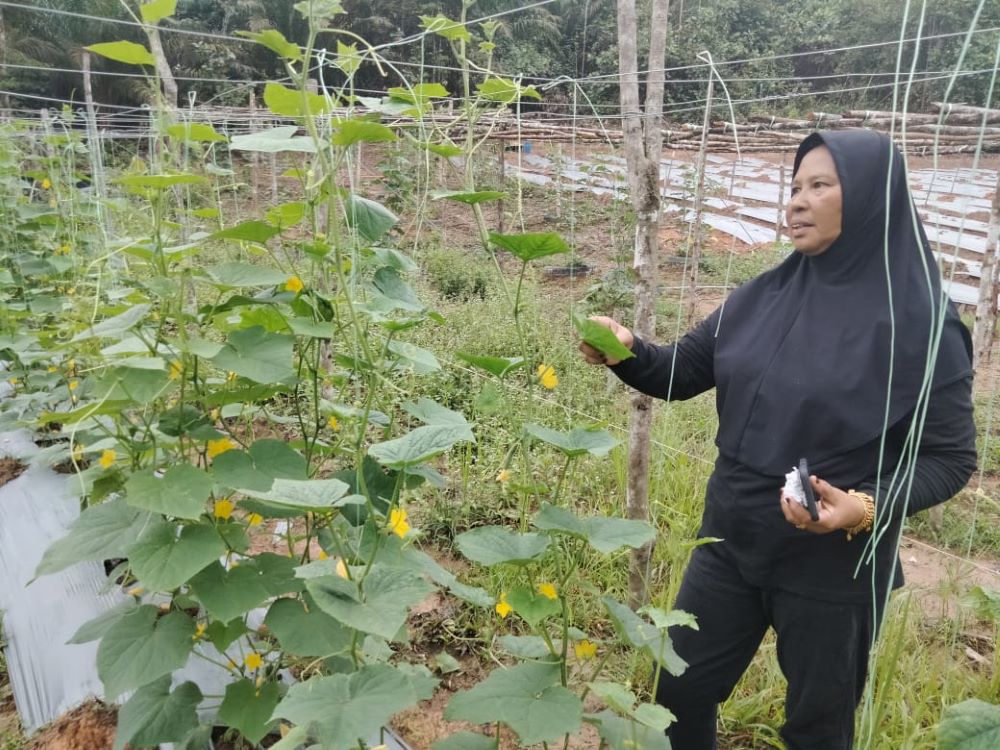 Berguru dengan Youtube, wanita labur RM30,000 tanam sayur