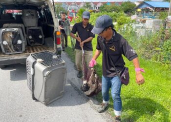 TANGKAPAN anjing liar dilakukan di satu kawasan di Seremban berikutan aduan daripada orang ramai.-GAMBAR/MBS