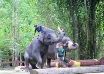 MUHAMMAD Suhairi Ishak  dan Rambai, menunjukkan cara mereka memindahkan gajah dari hutan untuk dibawa ke Pusat Konservasi Gajah Kebangsaan (PKGK) di Kuala Gandah, Lanchang, Pahang. -UTUSAN/SHAIKH AHMAD RAZIF