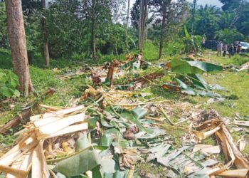 GAJAH liar merosakkan tanaman pisang berdekatan rumah penduduk di Kampung Som, Jerantut, semalam. - UTUSAN/HARIS FADILAH AHMAD
