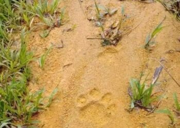 PENEMUAN kesan tapak kaki dipercayai harimau yang membimbangkan penduduk di Felda Bukit Aping Barat, Kota Tinggi.