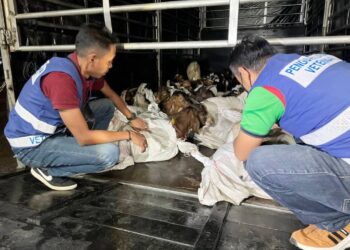 ANGGOTA penguatkuasa JPV Terengganu menunjukkan sebahagian daripada 78 ekor kambing yang dirampas di Kuala Terengganu, malam tadi. - UTUSAN/TENGKU DANISH BAHRI TENGKU YUSOFF