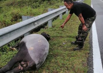 MOHAMAD Omar menunjukkan tapir yang  ditemui mati dipercayai dilanggar kenderaan
di Jalan Besul Lama -Rantau Panjang,  Bukit Besi, Dungun, pagi tadi. - UTUSAN/NIK NUR IZZATUL HAZWANI NIK ADNAN