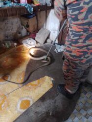 Tedung selar agresif di sebalik rak dapur