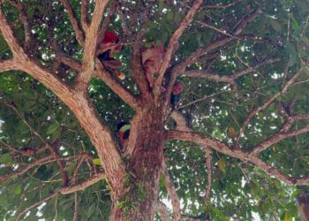KEADAAN empat lelaki yang terkandas di atas pokok rampai selepas rumah mereka terjejas ekoran limpahan air Sungai Brooke, Pos Blau, Gua Musang.-IHSAN BOMBA.