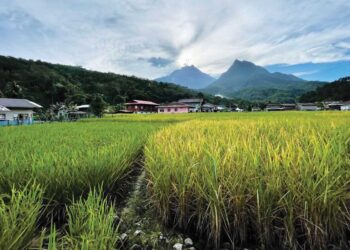 KAMPUNG Tambatuon, Kota Belud Sabah mengalam i masalah gangguan Internet ekoran kes kecurian kabel.