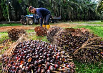 KEKURANGAN tenaga kerja dalam ladang kelapa sawit 
 yang mencecah 40,000 orang mengakibatkan sektor sawit kerugian besar. – UTUSAN/MOHD. SHAHJEHAN MAAMIN