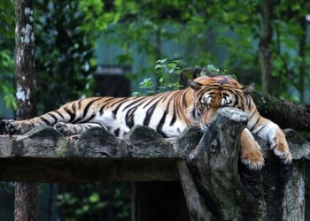 KEJADIAN harimau membaham manusia merupakan sesuatu yang sangat jarang berlaku. – UTUSAN/AFIQ RAZALI