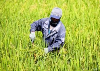 PENANAMAN PADI di kawasan MADA dikatakan kini mencecah 90 peratus. gambar hiasan