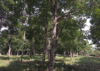 GAHARU hanya dihasilkan oleh beberapa spesis pokok hutan tropika dan yang paling terkenal adalah daripada genus Aquilaria atau lebih dikenali sebagai karas.