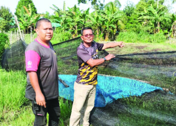 PENDUDUK menunjukkan kebun sayur yang terletak berhampiran dengan kedai makan di Bagan Serai. - UTUSAN/WAT KAMAL ABAS