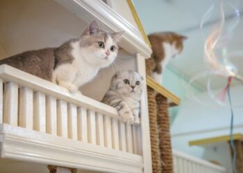 WALAUPUN hukum memelihara kucing adalah harus tetapi  pemilik binatang peliharaan perlulah mempunyai rasa tanggungjawab untuk memelihara ketenteraman awam. – UTUSAN/FARIZ RUSADIO