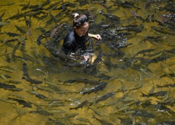 SEORANG pengunjung mandi bersama ikan kelah di Santuari Kelah Sungai Petang, Tasik Kenyir, Hulu Terengganu. – UTUSAN/PUQTRA HAIRRY ROSLI