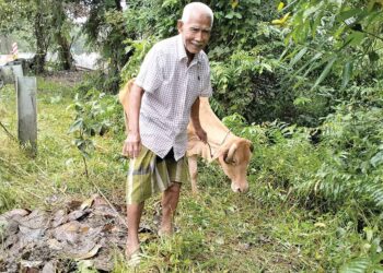 MUSTAPHA Hassan memberi makan salah seekor lembunya yang diletakkan di kawasan tinggi di Kampung Tersang, Rantau Panjang, Kelantan. – mingguan/ROHANA ISMAIL