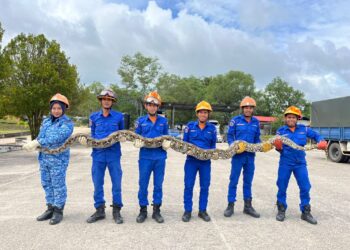 ANGGOTA APM Gua Musang berjaya menangkap ular sawa batik yang berada dalam semak berhampiran rumah penduduk di Felda Chiku 1, Gua Musang, Kelantan hari ini.-IHSAN APM
