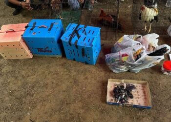 ANTARA peralatan yang dirampas oleh pihak polis dalam kegiatan sabung ayam.