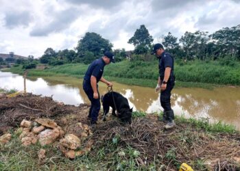 ANGGOTA K9 sedang melakukan siasatan di lokasi rangka manusia ditemukan di tebing Sungai Malim berhampiran Taman Gadong Perdana, Melaka.