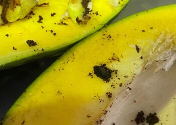 MANGGA yang mengandungi serangga perosak di rampas oleh Maqis hasil pemeriksaan di Kompleks Imigresen, Kastam, Kuarantin dan Keselamatan (ICQS) Rantau Panjang, Kelantan semalam-IHSAN MAQIS KELANTAN.